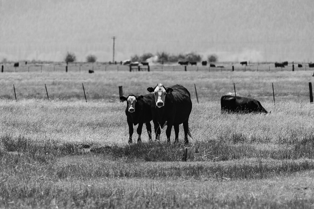 Two Cows