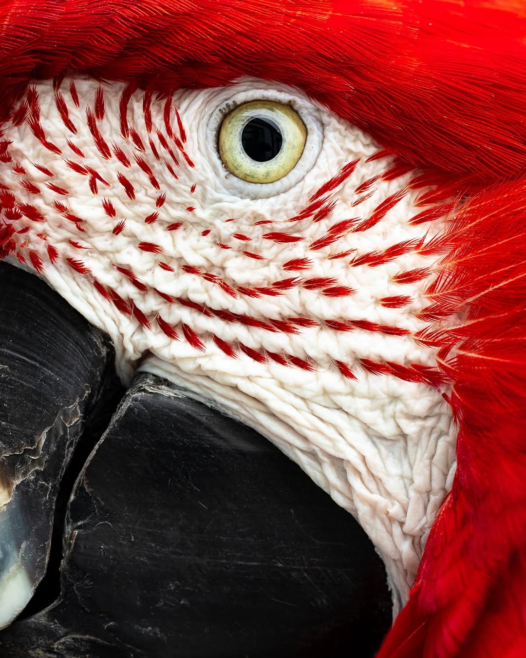 Scary Bird